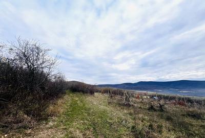 Spațiu comercial, în Șiria - 2