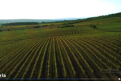 Teren de 153900 mp, în Boldești - 4