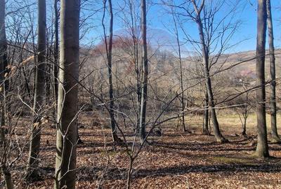 Teren Construcții intravilan de 4985 mp, în Sascut - 15