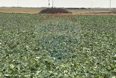 Teren agricol intravilan de 80500 mp, în Ciumeghiu