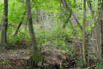 Teren cu AC pe Valea Capriorii Feleacu - 8