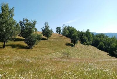 Teren de 22000 mp, în Luncani - 2