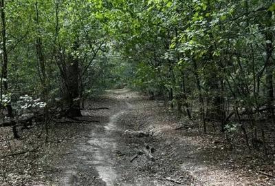 Teren Padure - 20.000mp - Scoala Americana - Pipera