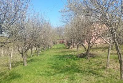 Casă cu 3 camere cu Teren 800 Mp în Bucium - 2