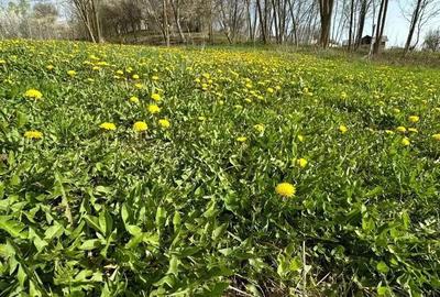 Teren de 3513 mp, în Vișinești - 3