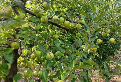 Teren de 1000 mp, în Berchez - 1