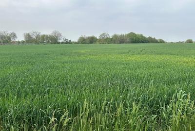 Comuna Dascalu - A0 - teren intravilan 4500 mp - 5