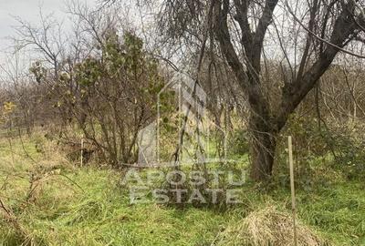 Casa individuala in Ghiroda cu 1509 mp teren - 2