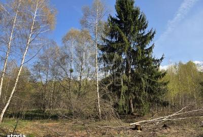 Spațiu comercial, în Viștișoara - 8