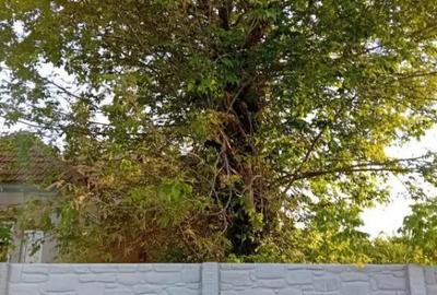 Casă cu 5 camere cu Teren 1948 Mp în Central - 3