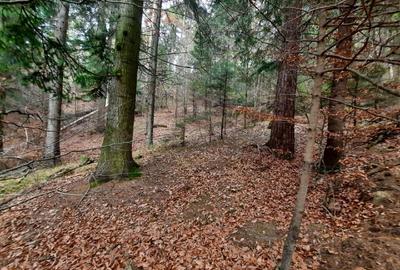 Teren agricol extravilan de 2500 mp, în Alexandru cel Bun - 1