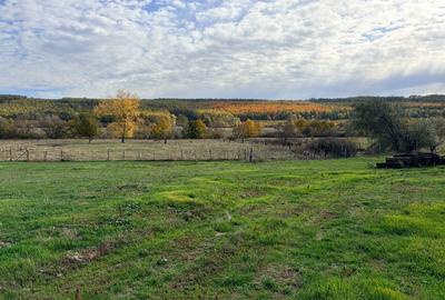 Spațiu comercial, de 40,000 mp, în Brestovăț - 3
