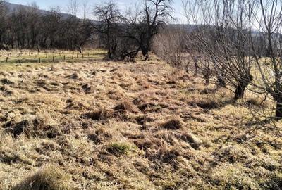 Casă în Jimbor - 2