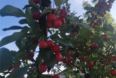 Casă cu 4 camere cu Teren 1303 Mp în Satu Nou - 1