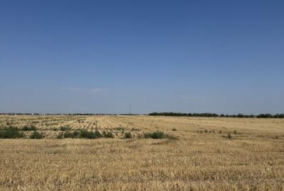 Teren 10.000 mp - Dragomiresti Vale, Ilfov - 4
