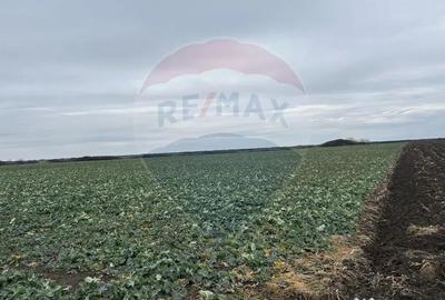 Teren de 80500 mp, în Ciumeghiu - 5