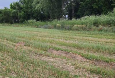 Teren de 4900 mp, în Boldești - 3