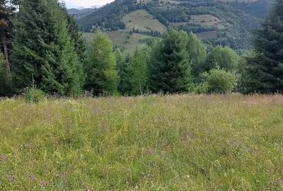Teren de 5000 mp, în Vadu Moților - 4