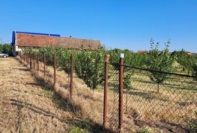 Teren cu livada si Casa veche in Șandra Teren cu livada si Casa veche in Șandra - 3