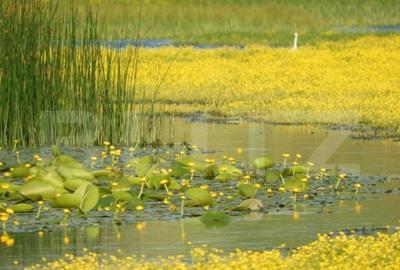Teren, 120000mp, Insula Calinovat, Moldova Noua - 7