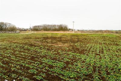 Teren de 5000 mp, în Sânnicolau Român - 2