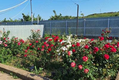 Casă cu 8 camere cu Teren 180000 Mp în Pietroiu - 2
