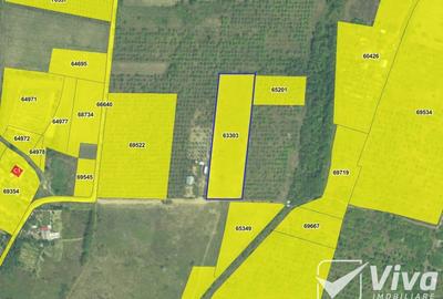 Teren 5300 mp Intravilan in Goruni – Tomesti - 5