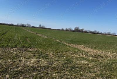 Teren de 4000 mp, în Mărtinești - 1