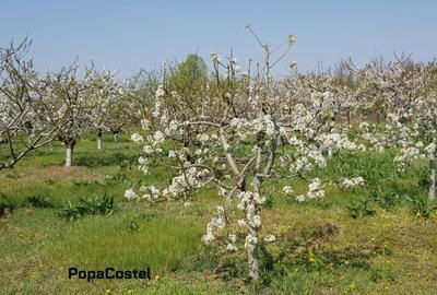 Teren Construcții intravilan de 4648 mp, în Petrești - 3