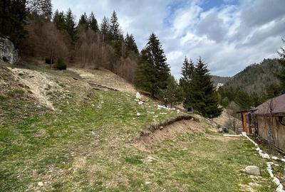 Teren de 6000 mp, în Dâmbovicioara - 5