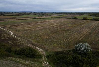 Teren agricol de 34.500mp în Albina, Județul Timiș - 2