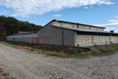 Ferma Agricolă 1.350 Hectare – Grad de Comasare 96–97%, Chișineu Criș, Județul A - 1