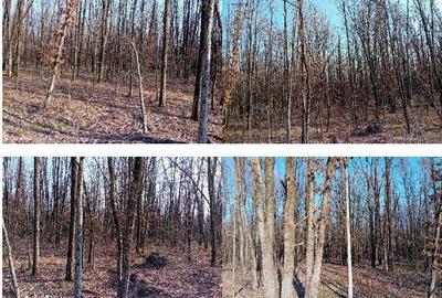 Teren de 5000 mp, în Lunca - 7