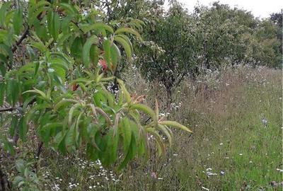 Teren de 1000 mp, în Berchez - 2