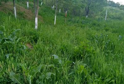 Teren de 700 mp, în Vlădiceni - 3