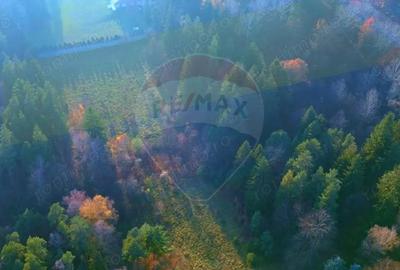 Teren de 10000 mp, în Timișu de Jos - 2