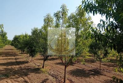 Teren agricol intravilan de 16000 mp, în Belinț - 24