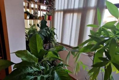 Apartament cu 3 camere semidecomandat în Dâmbovița - 6