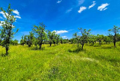 Teren de 9696 mp, în Spiridoni - 7