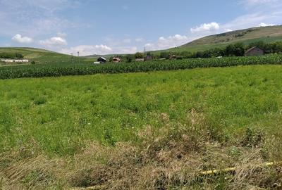Vand 6.600 MP Intravilan, la marginea soselei asfaltate DJ 151 A, Judetul Mures. - 1