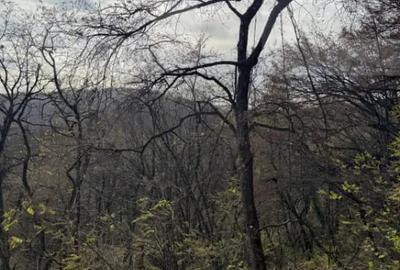 Teren de 8271 mp, în Cerbăl - 3