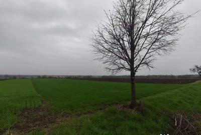 Teren de 6000 mp, în Horodnic - 3