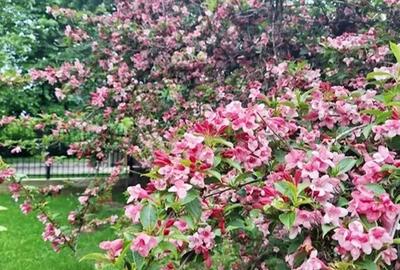 Proprietate Piatra Neamt - vila cocheta cu garaj, beci si teren - 1