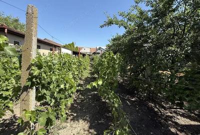 Casă cu 3 camere cu Teren 1010 Mp în Salonta - 6