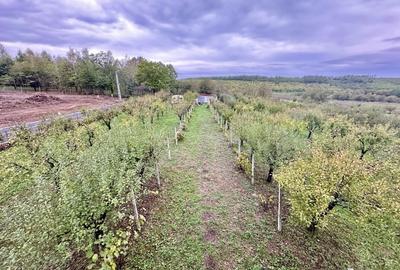 CABANA DE VANZARE, ARDUD-VII - 3