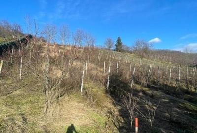 Casă cu 4 camere cu Teren 2544 Mp în Cicârlău - 9
