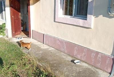 Casa de vanzare Conduratu Casa de vanzare Conduratu - 2