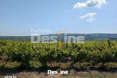 Teren de 974 mp, în Bucium - 3
