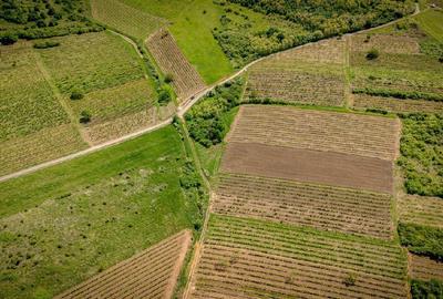 Teren agricol extravilan de 3654 mp, în Șiria - 6