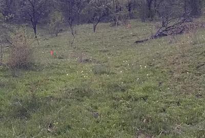 Teren intravilan de 2212 mp, în Vișinești - 5